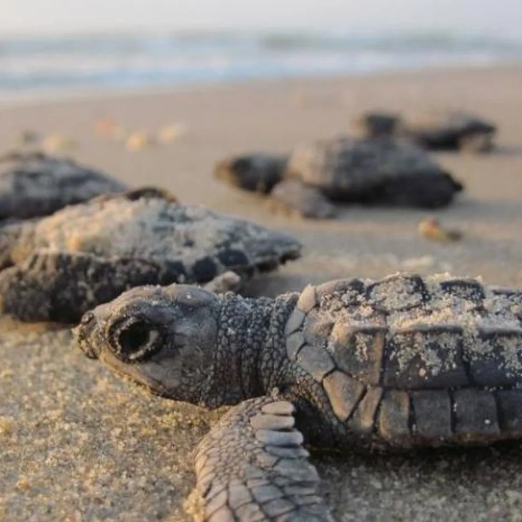 Caretta Calvia Beach