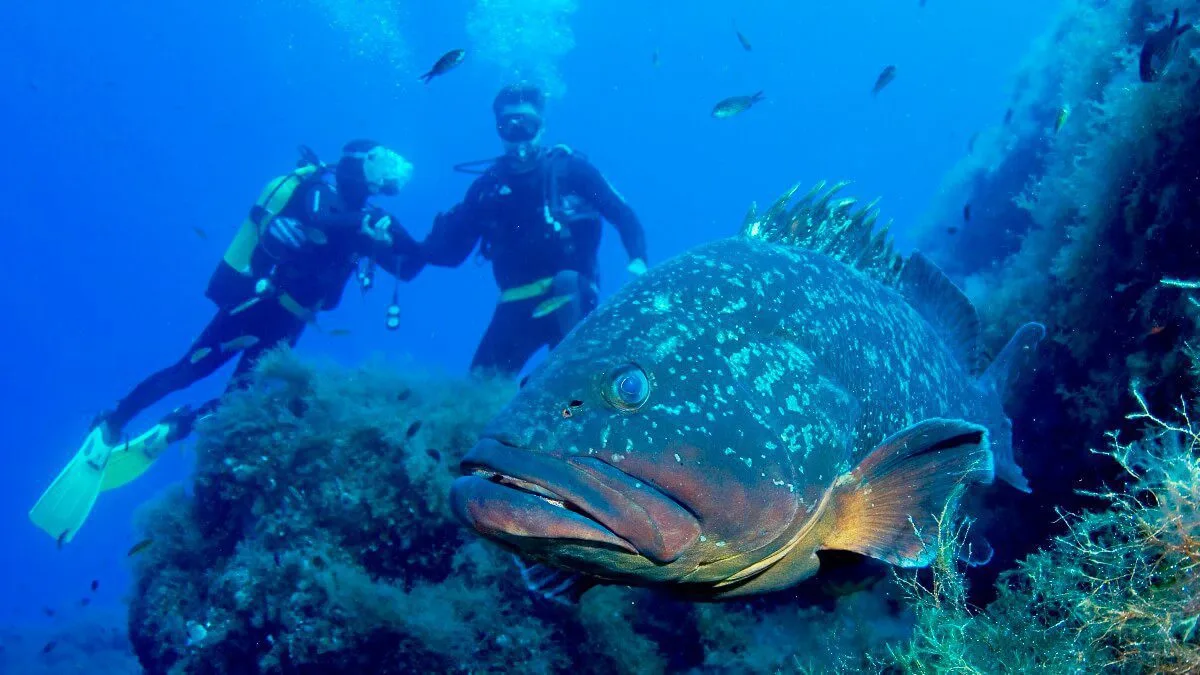 Buceo en Palma