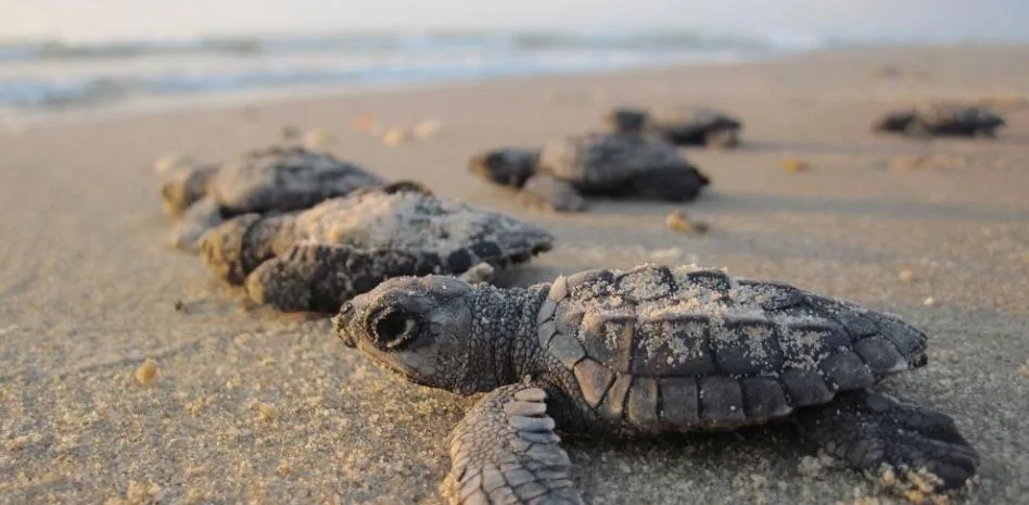 Playa Caretta Calvia